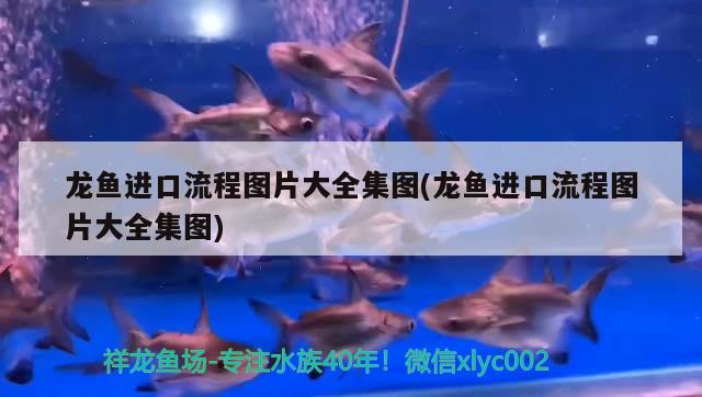 金魚(yú)暗示什么，，金魚(yú)暗示什么