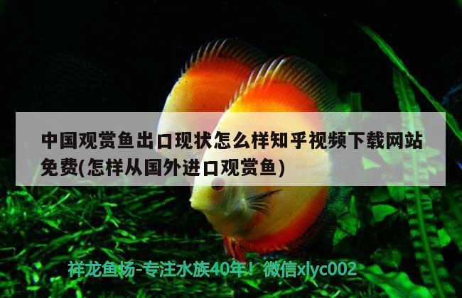 中國(guó)觀賞魚出口現(xiàn)狀怎么樣知乎視頻下載網(wǎng)站免費(fèi)(怎樣從國(guó)外進(jìn)口觀賞魚) 觀賞魚進(jìn)出口