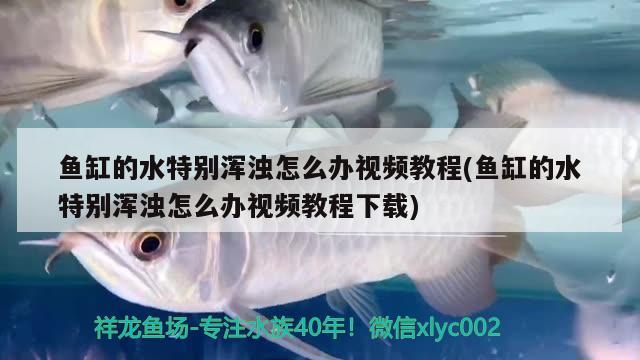 魚缸的水特別渾濁怎么辦視頻教程(魚缸的水特別渾濁怎么辦視頻教程下載)