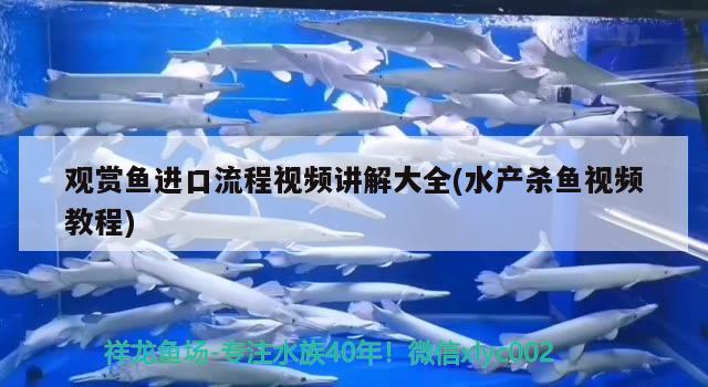 觀賞魚進口流程視頻講解大全(水產殺魚視頻教程) 觀賞魚進出口