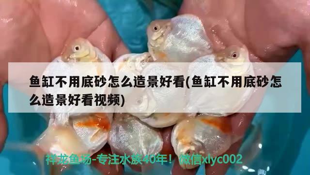 魚缸不用底砂怎么造景好看(魚缸不用底砂怎么造景好看視頻) 福魟魟魚