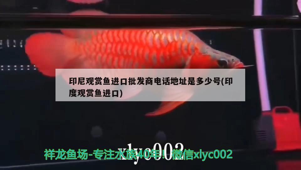 印尼觀賞魚進(jìn)口品種排名表圖片大全大圖(印尼觀賞魚進(jìn)口品種排名表圖片大全大圖) 觀賞魚進(jìn)出口