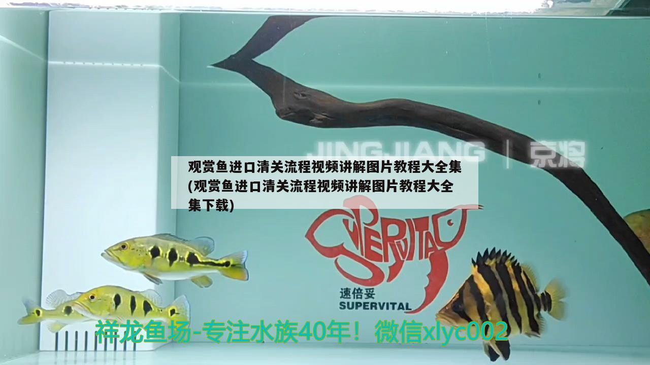 觀賞魚進(jìn)口清關(guān)流程視頻講解圖片教程大全集(觀賞魚進(jìn)口清關(guān)流程視頻講解圖片教程大全集下載) 觀賞魚進(jìn)出口