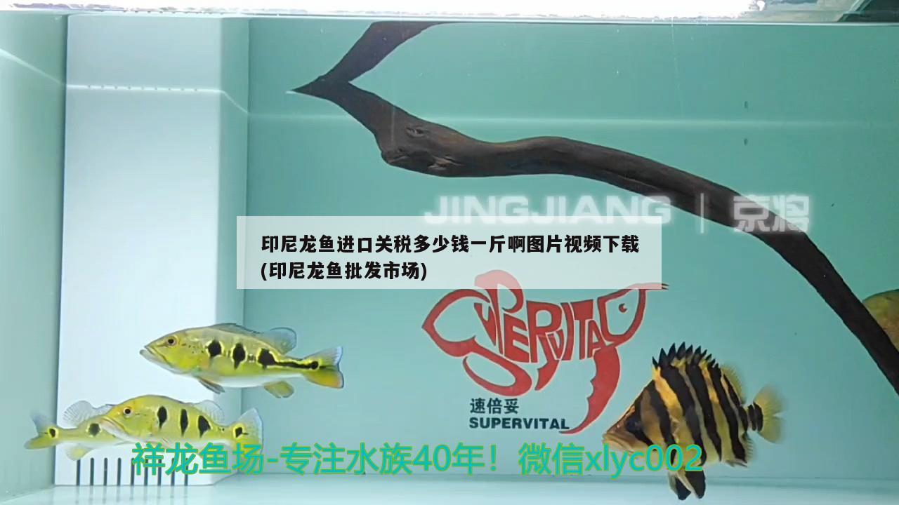 印尼龍魚進(jìn)口關(guān)稅多少錢一斤啊圖片視頻下載(印尼龍魚批發(fā)市場) 龍魚批發(fā)