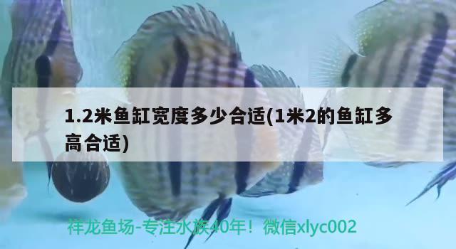 1.2米魚缸寬度多少合適(1米2的魚缸多高合適) 古典過背金龍魚 第2張