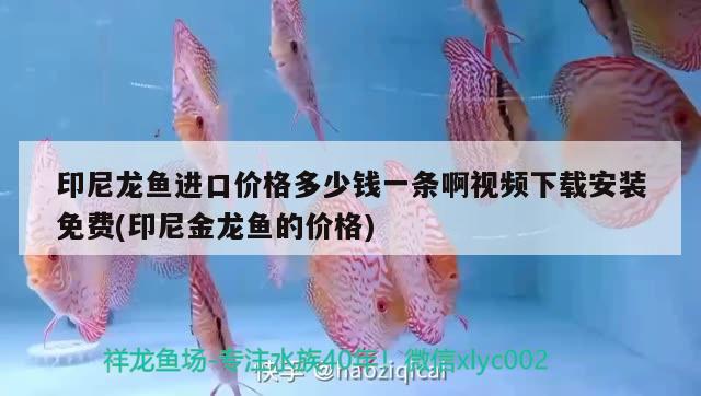 印尼龍魚(yú)進(jìn)口價(jià)格多少錢(qián)一條啊視頻下載安裝免費(fèi)(印尼金龍魚(yú)的價(jià)格) 觀賞魚(yú)進(jìn)出口