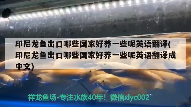 印尼龍魚出口哪些國家好養(yǎng)一些呢英語翻譯(印尼龍魚出口哪些國家好養(yǎng)一些呢英語翻譯成中文)