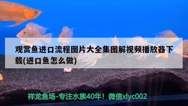 觀賞魚進口流程圖片大全集圖解視頻播放器下載(進口魚怎么做)