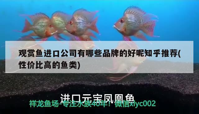 觀賞魚進(jìn)口公司有哪些品牌的好呢知乎推薦(性價比高的魚類) 觀賞魚進(jìn)出口