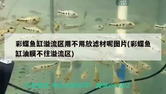 彩蝶魚缸溢流區(qū)用不用放濾材呢圖片(彩蝶魚缸油膜不往溢流區(qū)) 玫瑰銀版魚