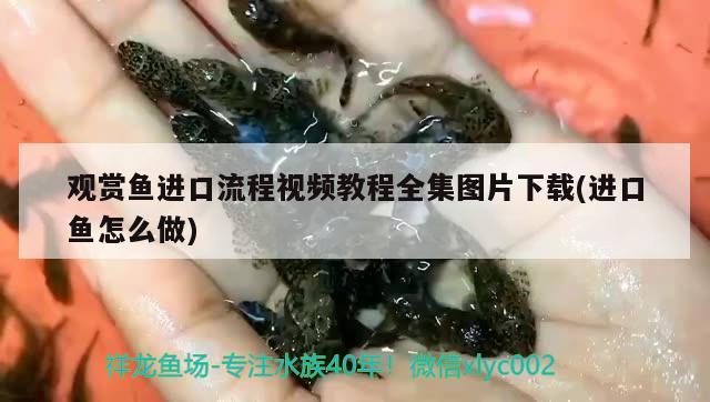 觀賞魚進(jìn)口流程視頻教程全集圖片下載(進(jìn)口魚怎么做)