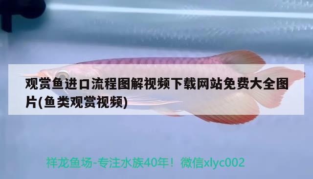 觀賞魚進(jìn)口流程圖解視頻下載網(wǎng)站免費(fèi)大全圖片(魚類觀賞視頻) 觀賞魚進(jìn)出口