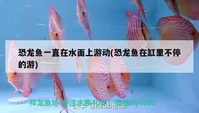 恐龍魚一直在水面上游動(dòng)(恐龍魚在缸里不停的游) 金三間魚