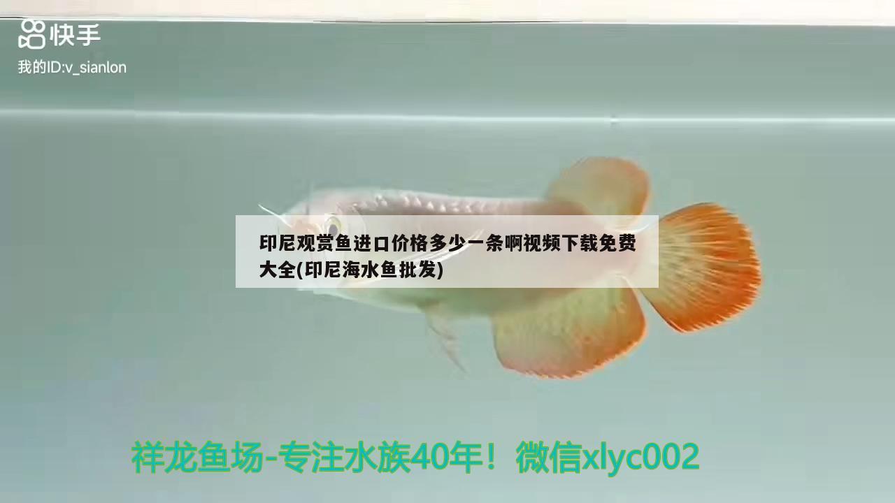 印尼觀賞魚進口價格多少一條啊視頻下載免費大全(印尼海水魚批發(fā)) 觀賞魚進出口