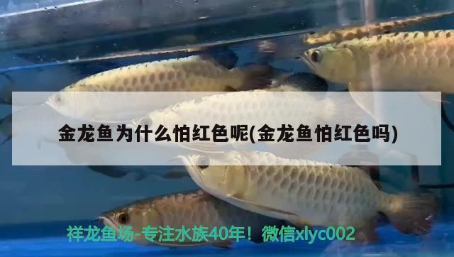 金龍魚為什么怕紅色呢(金龍魚怕紅色嗎)