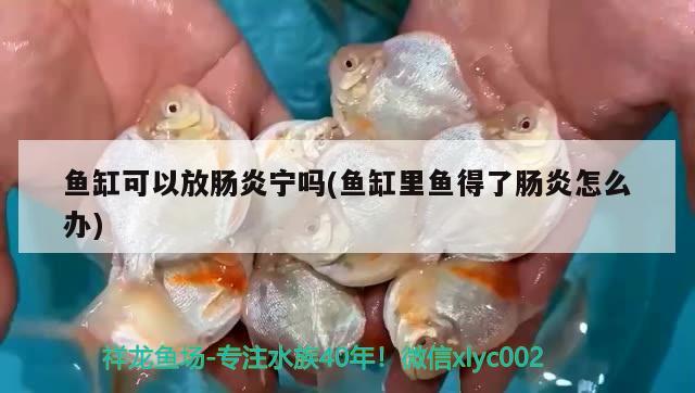 銀龍魚發(fā)綠是不是生病了_的簡單介紹