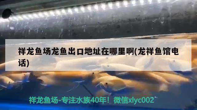 祥龍魚場龍魚出口地址在哪里啊(龍祥魚館電話) 祥龍魚場