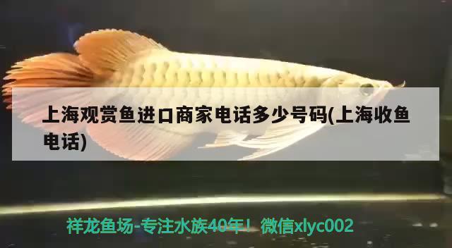 上海觀賞魚進(jìn)口商家電話多少號(hào)碼(上海收魚電話) 觀賞魚進(jìn)出口