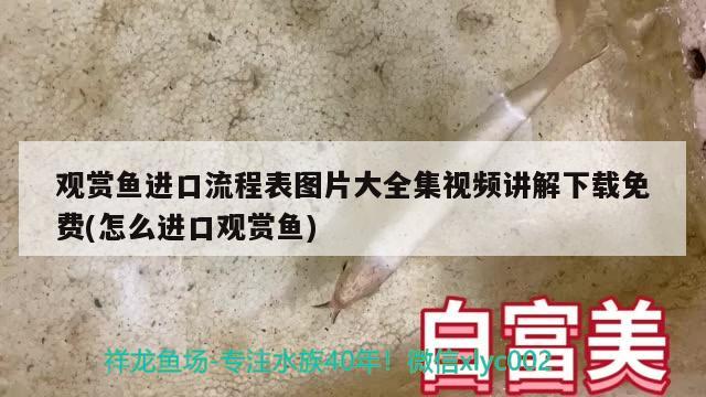 黃金駱駝?wù)胸斬堲~（金色招財貓魚） 一眉道人魚苗 第2張