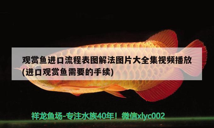 觀賞魚進口流程表圖解法圖片大全集視頻播放(進口觀賞魚需要的手續(xù)) 觀賞魚進出口