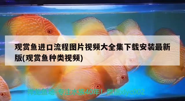 觀賞魚進(jìn)口流程圖片視頻大全集下載安裝最新版(觀賞魚種類視頻)