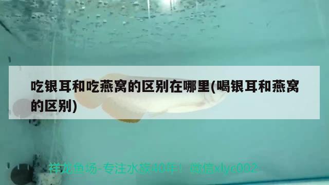 1.8米魚缸加熱棒多少W（0.8米魚缸用多少瓦加熱棒） 鸚鵡魚 第1張