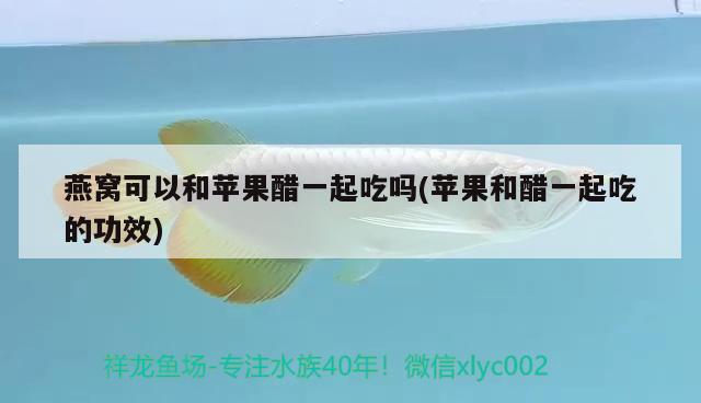 金龍魚(yú)并購(gòu)過(guò)哪些公司(中國(guó)最貴紅龍魚(yú)7000萬(wàn))