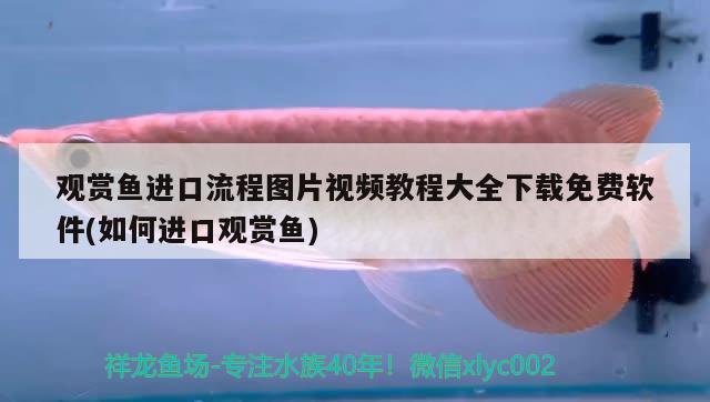 觀賞魚進口流程圖片視頻教程大全下載免費軟件(如何進口觀賞魚) 觀賞魚進出口