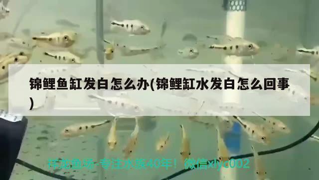 印尼觀賞魚進(jìn)口品種排名榜前十名圖片大全集(印尼魚種類) 觀賞魚進(jìn)出口