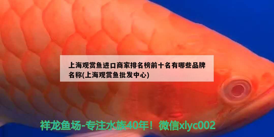 上海觀賞魚進(jìn)口商家排名榜前十名有哪些品牌名稱(上海觀賞魚批發(fā)中心)