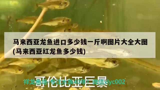 馬來西亞龍魚進口多少錢一斤啊圖片大全大圖(馬來西亞紅龍魚多少錢) 觀賞魚進出口