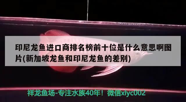 印尼龍魚進(jìn)口商排名榜前十位是什么意思啊圖片(新加坡龍魚和印尼龍魚的差別) 觀賞魚進(jìn)出口