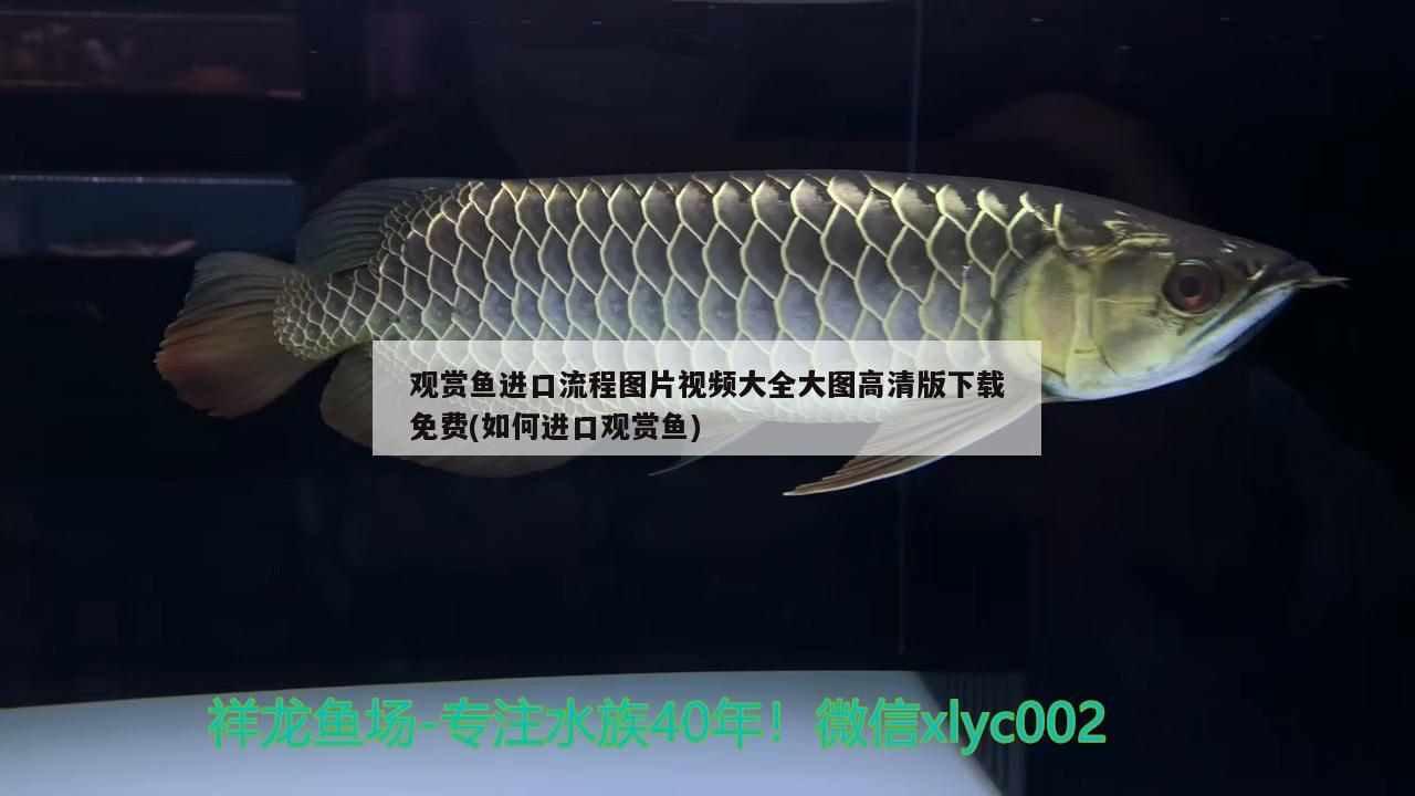 觀賞魚進口流程圖片視頻大全大圖高清版下載免費(如何進口觀賞魚) 觀賞魚進出口