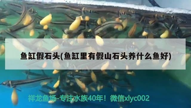 魚缸假石頭(魚缸里有假山石頭養(yǎng)什么魚好) 七紋巨鯉魚