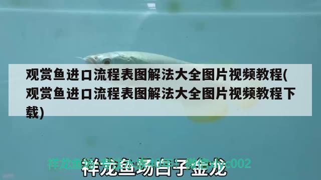 35厘米的金龍魚多少錢（35厘米的銀龍魚多少錢） 銀龍魚百科 第2張