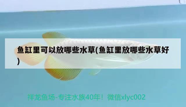 魚(yú)缸里可以放哪些水草(魚(yú)缸里放哪些水草好) 水草