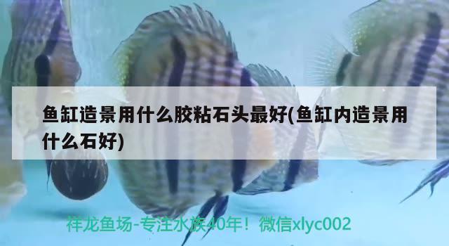 魚缸造景用什么膠粘石頭最好(魚缸內造景用什么石好) 福滿鉆魚