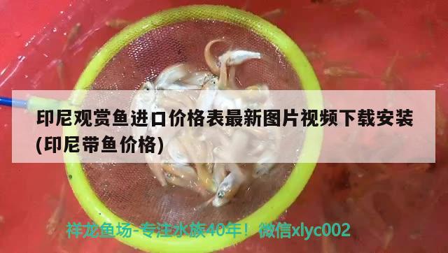 印尼觀賞魚進口價格表最新圖片視頻下載安裝(印尼帶魚價格) 觀賞魚進出口