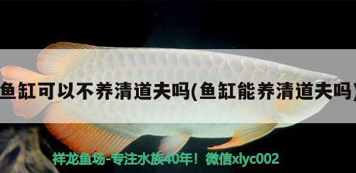 魚缸可以不養(yǎng)清道夫嗎(魚缸能養(yǎng)清道夫嗎) 魟魚百科 第3張