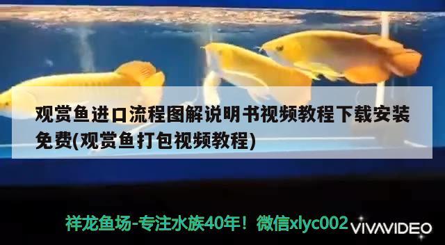 觀賞魚進口流程圖解說明書視頻教程下載安裝免費(觀賞魚打包視頻教程) 觀賞魚進出口