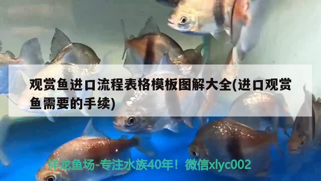 觀賞魚進(jìn)口流程表格模板圖解大全(進(jìn)口觀賞魚需要的手續(xù)) 觀賞魚進(jìn)出口