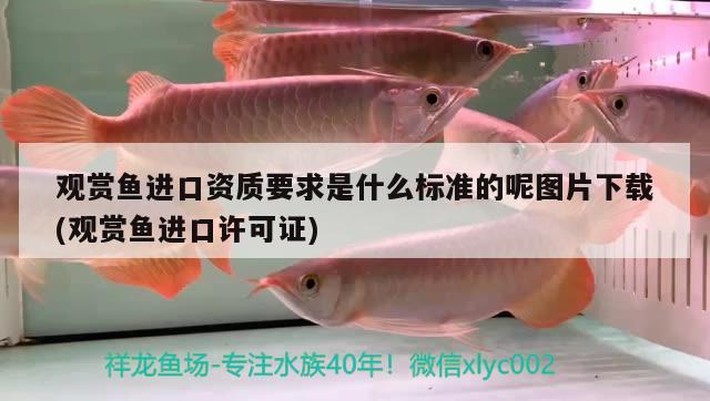 上海觀賞魚進(jìn)口商家電話地址是多少啊(上海觀賞魚)