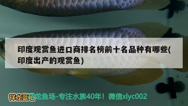 魚缸水草批發(fā)市場（一個(gè)長方體玻璃魚缸,長50厘米,寬40厘） 斑馬狗頭魚 第1張