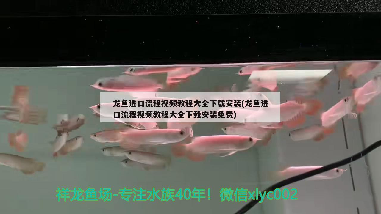 龍魚進(jìn)口流程視頻教程大全下載安裝(龍魚進(jìn)口流程視頻教程大全下載安裝免費(fèi)) 觀賞魚進(jìn)出口