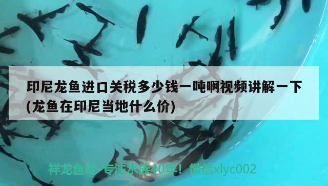 印尼龍魚進(jìn)口關(guān)稅多少錢一噸啊視頻講解一下(龍魚在印尼當(dāng)?shù)厥裁磧r)