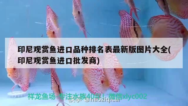 魚缸的壁畫圖片和價格：魚缸壁紙圖片大全 效果圖