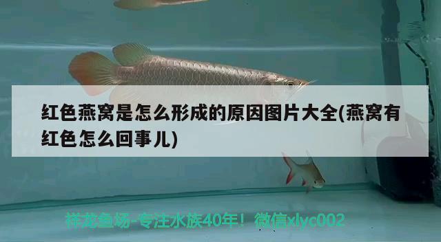 焦作魚缸回收公司電話號碼查詢：焦作魚缸回收公司電話號碼查詢是多少