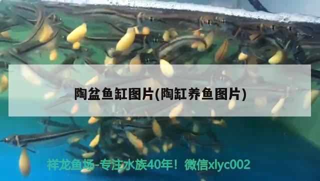 陶盆魚缸圖片(陶缸養(yǎng)魚圖片) 水族世界