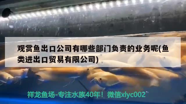 六角恐龍魚大概多少錢(六角恐龍魚大概多少錢一斤) 水族品牌 第1張