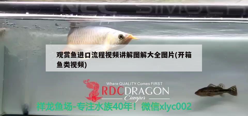 觀賞魚進(jìn)口流程視頻講解圖解大全圖片(開箱魚類視頻) 觀賞魚進(jìn)出口